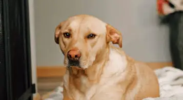 Cirugía veterinaria