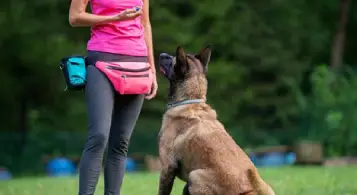 Adiestramiento canino