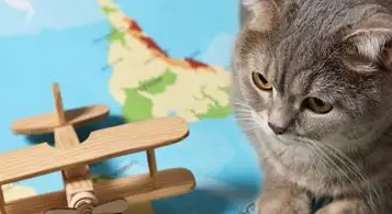 Transporte de mascotas nacional e internacional