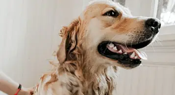 Baños medicados veterinaria